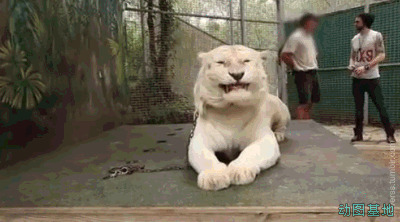 一只白色的老虎被铁链锁着GIF图片:老虎