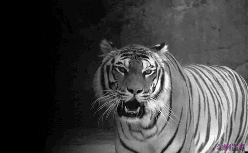 龇牙咧嘴的大老虎GIF图片:老虎