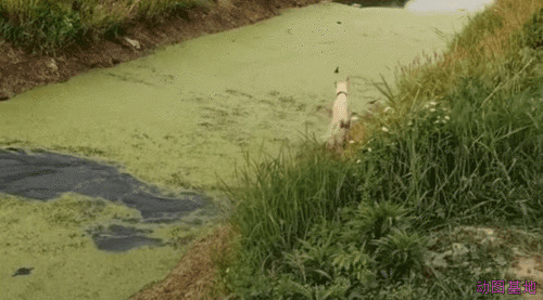 狗狗跳进水沟里捉鸭子GIF图片