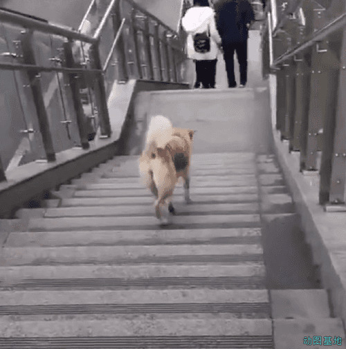 聪明的小狗狗坐电梯下楼梯GIF图片:小狗狗