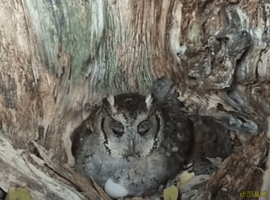 蹲在树洞里的猫头鹰gif图片:猫头鹰