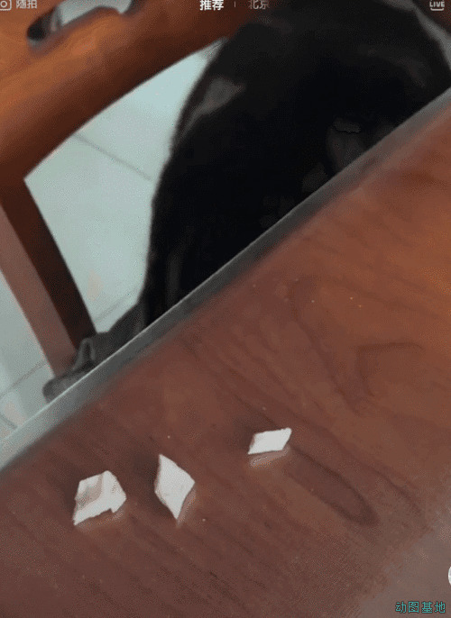 小猫猫偷桌子上的食物吃gif图片:猫猫