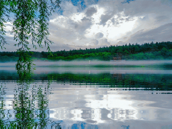 湖边的垂柳GIF图片