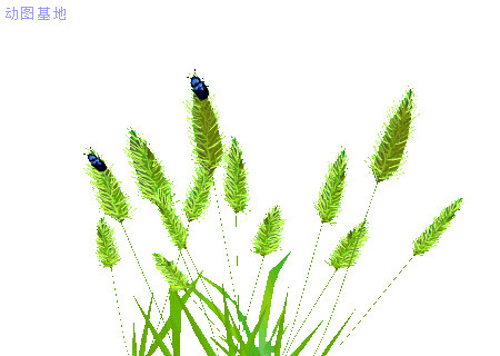 稻谷穗子上的甲壳虫GIF图片:甲壳虫