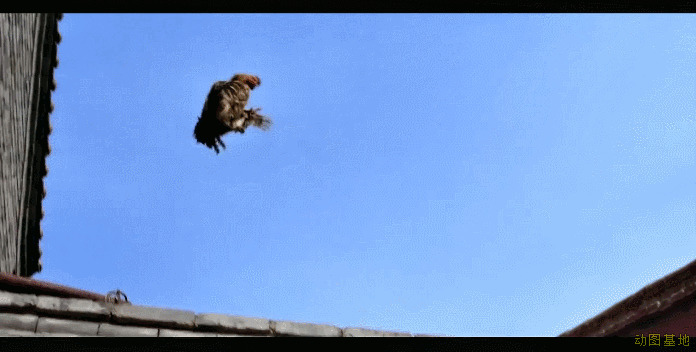 老公鸡飞出墙外GIF图片:公鸡