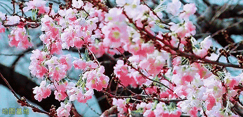 盛开的梨花GIF图片