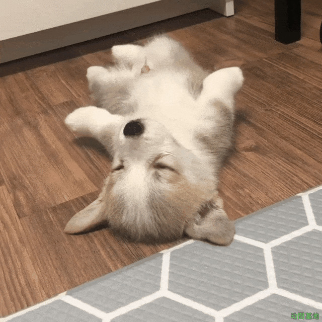 小狗狗躺在地板上伸懒腰GIF图片
