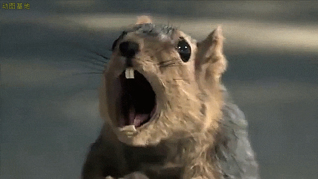 一只小松鼠张着大嘴吃惊的样子GIF图片