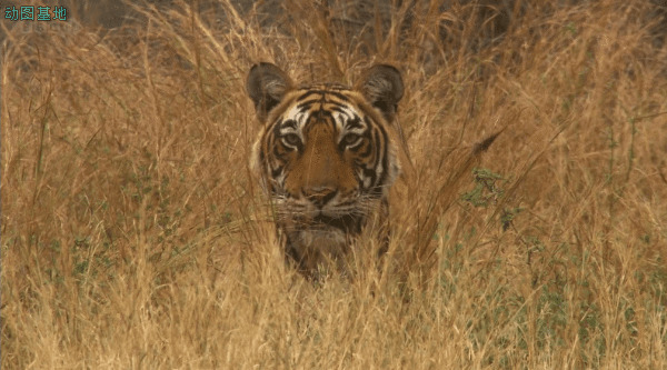 草丛里一只凶猛的东北虎gif图片