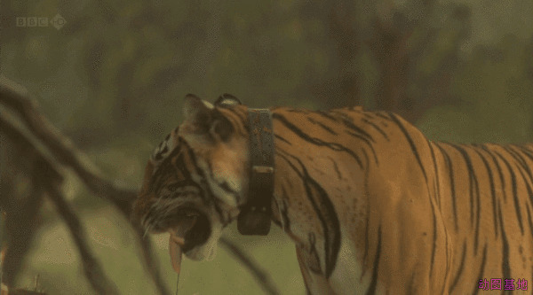 凶猛的老虎寻找着猎物gif图片:老虎