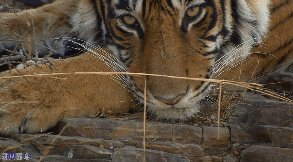 趴在石板上睡觉的老虎gif图片:老虎