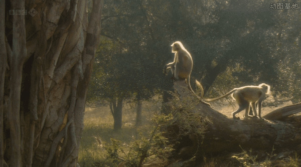 丛林里蹦蹦跳跳的猴子gif图片:猴子