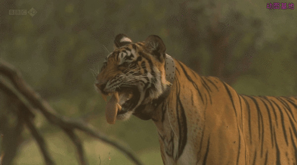 一只獠牙利齿的老虎gif动态图片