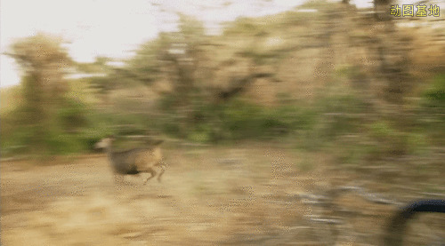 逃跑的小鹿gif图片:小鹿