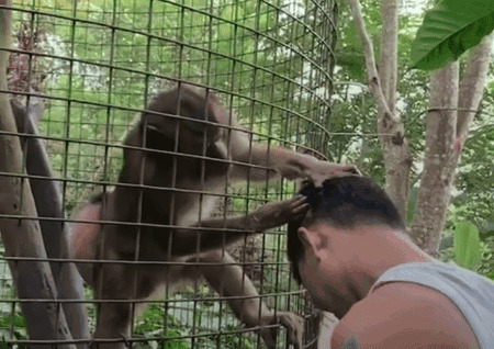笼子里面搞笑的猴子gif图片:猴子