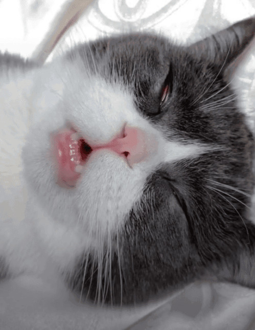 宠物猫睡觉的小嘴gif图片