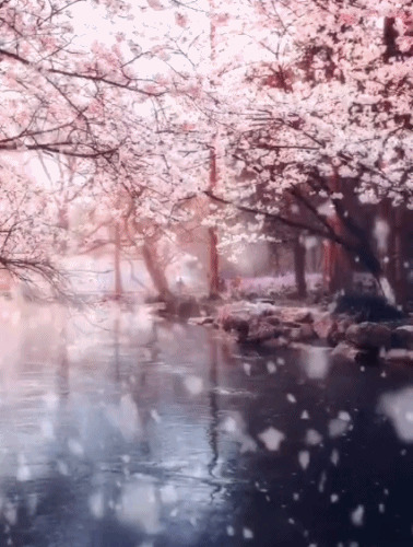樱花飘落的美景gif图片:樱花
