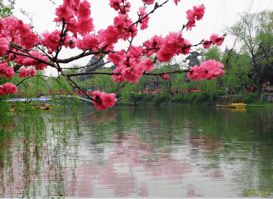 湖边的梅花美景gif图片