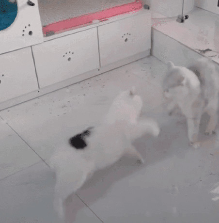 两只猫猫疯狂的咬架GIF图片