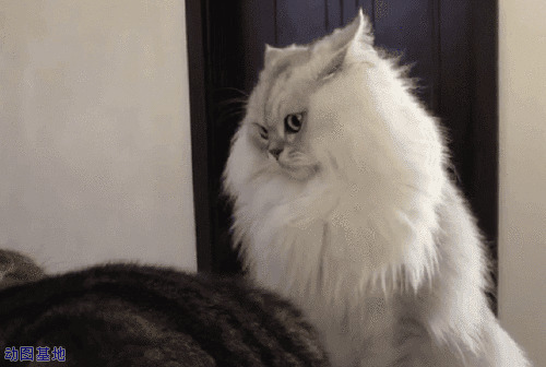 一只长着长毛的猫咪GIF图片:猫猫