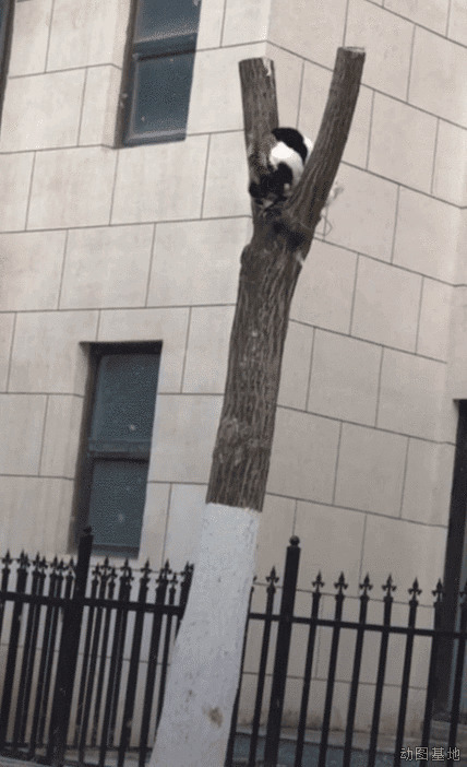 一只大花猫快速的爬树GIF图片