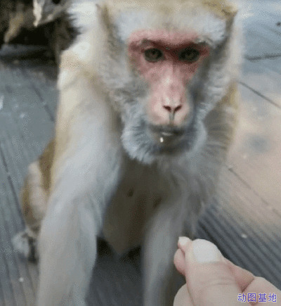大猩猩抢食物GIF图片