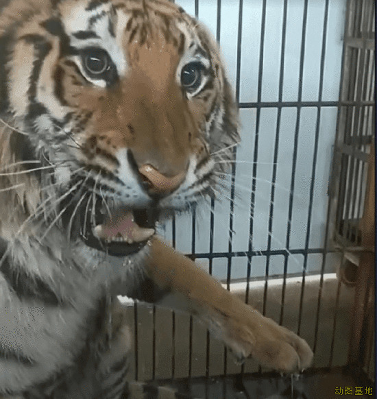 笼子里发狂的老虎GIF图片:老虎