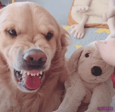可爱的小狗狗与布偶合影GIF图片:小狗狗