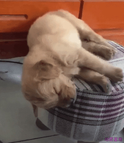 小狗狗躺着凳子上睡懒觉GIF图片:小狗狗