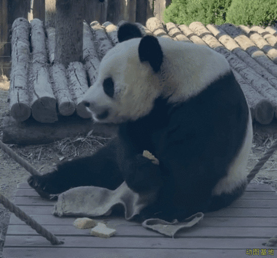 可爱的大熊猫吃零食GIF图片