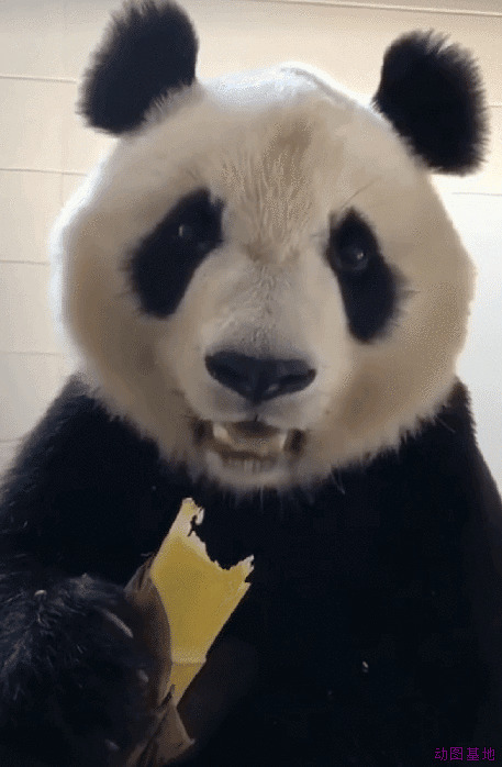 大熊猫吃甘蔗GIF图片