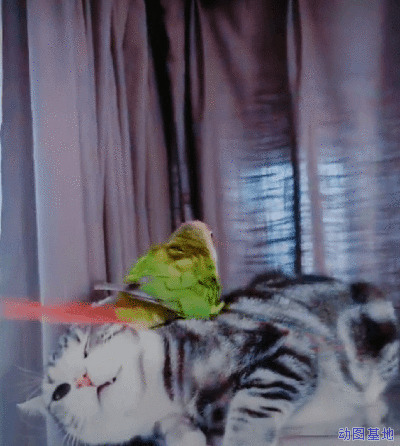 鹦鹉在猫咪的头上拉屎GIF图片:鹦鹉