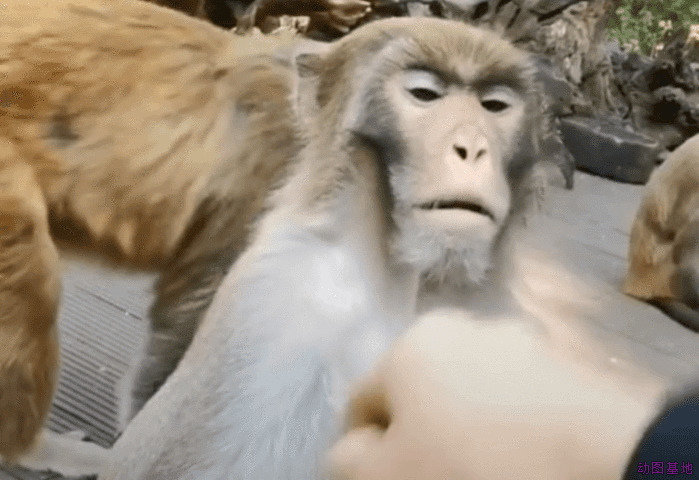 猴子受批评的样子很委屈GIF图片:猴子