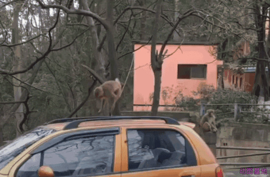 小猴子坐在汽车上蹦蹦跳跳gif图片:小猴子