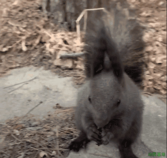 小松鼠快速的吃东西gif图片:小松鼠