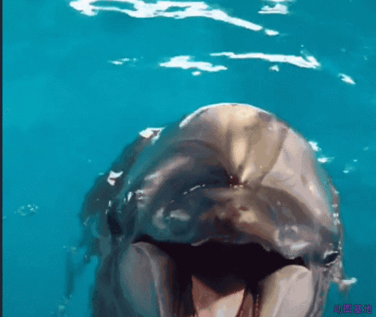可爱的小海豚点头gif图片:海豚