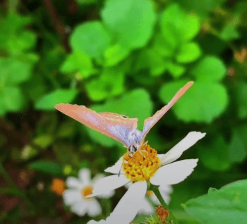 鲜花上粉色的蝴蝶GIF图片