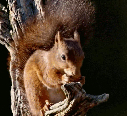小松鼠吃坚果GIF图片:松鼠
