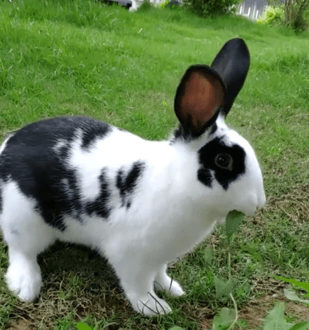 一只可爱的小兔子在草原上吃青草GIF图片