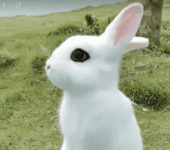 一只白色的兔子很可爱GIF图片