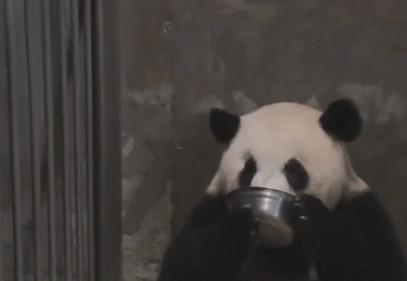大熊猫端着铁盆喝水GIF图片:大熊猫