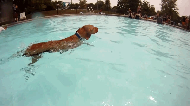 在游泳池游泳的狗狗GIF图片