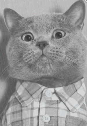 可爱的小猫咪穿着衬衣流眼泪GIF图片:猫咪