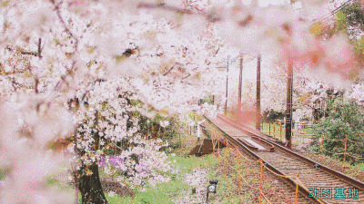 火车通过美丽的樱花小镇GIF图片:樱花