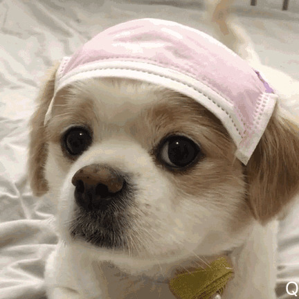 可爱的小狗狗把口罩戴到了头上GIF图片