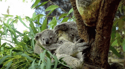 一只可爱的树袋熊躲在树杈上睡懒觉GIF图片