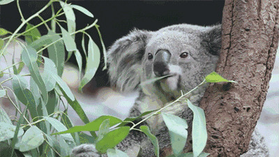 可爱的树袋熊躲在树叉上吃树叶gif图片