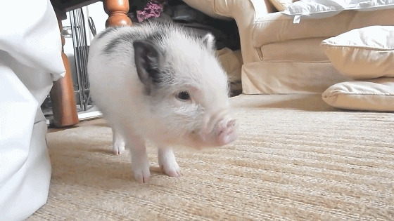 可爱的宠物小猪在客厅里走来走去GIF图片:宠物猪,猪猪