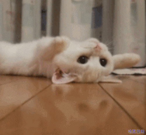 一只可爱的小猫咪躺在地板上睡觉GIF图片:猫咪