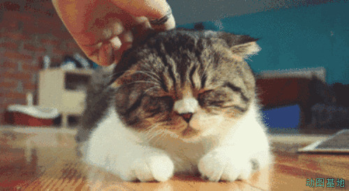 给猫咪按摩gif图片:按摩